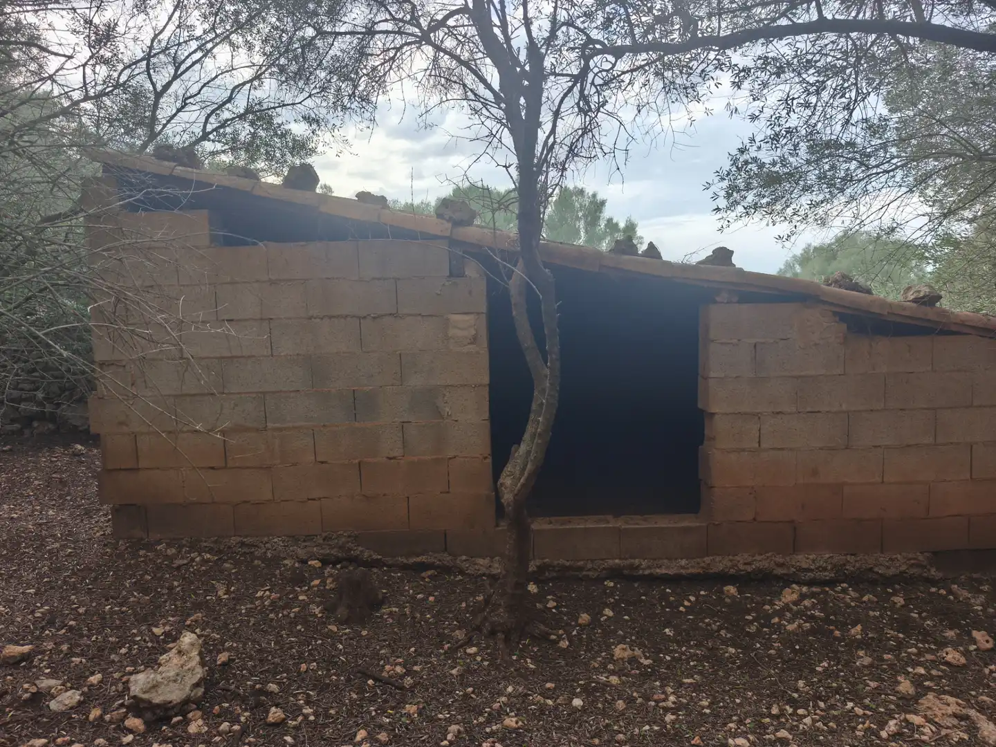 Rural land for sale in Ariany, imagen 20