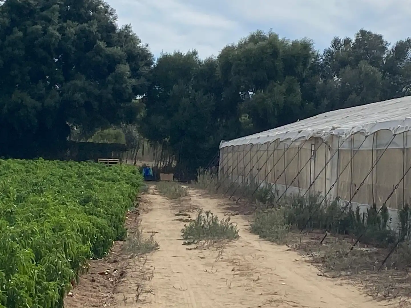 Terreno rustico in vendita a Barbate ciudad, imagen 7