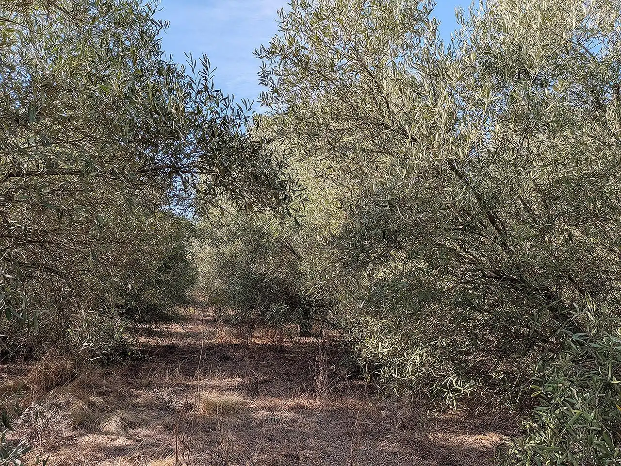 Country homes for sale in Ulldecona