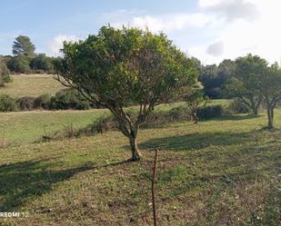 Land for sale in Son Servera