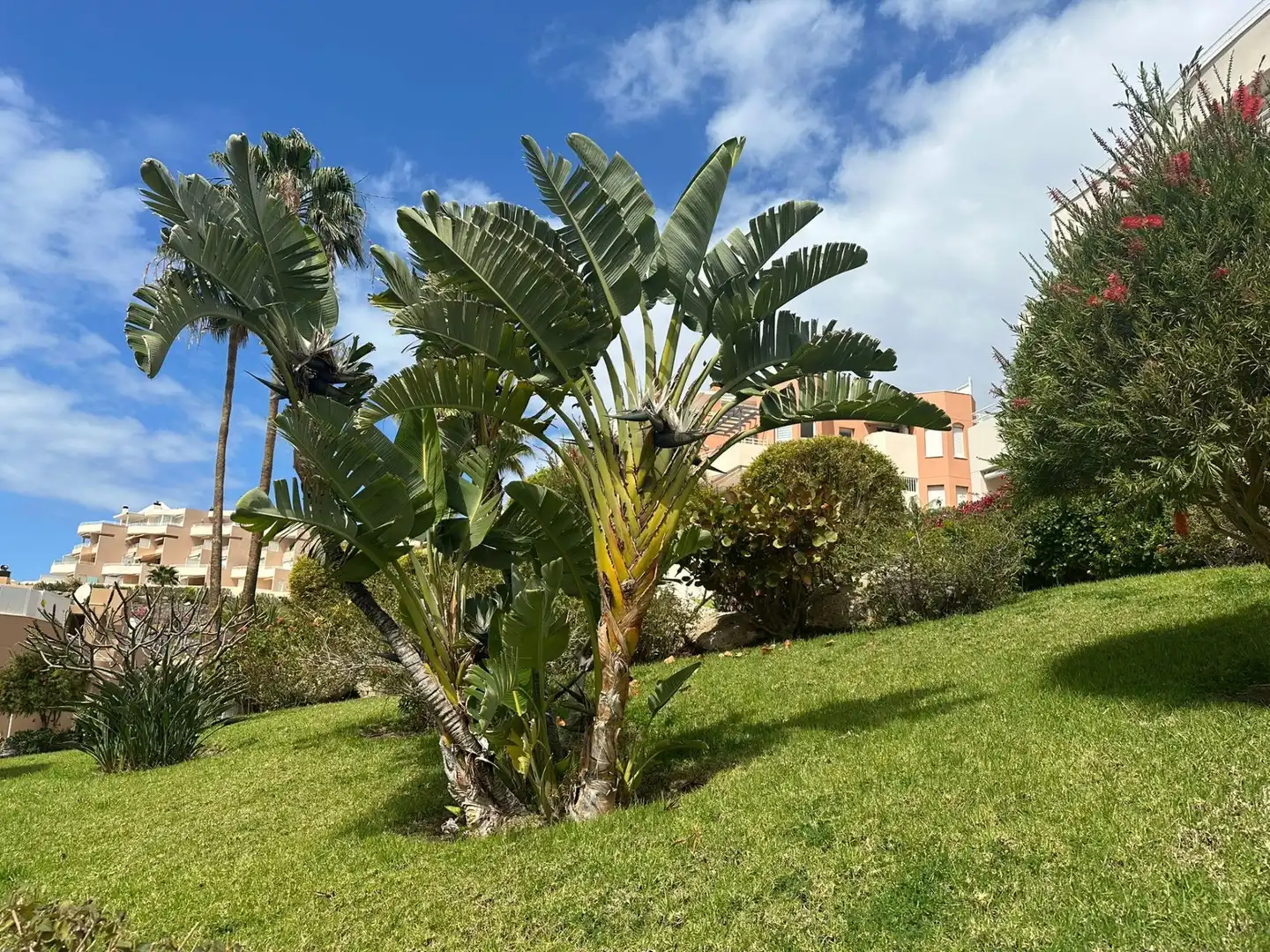 Jardí de Apartament en venda en Adeje amb Moblat i Piscina comunitària
