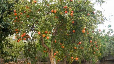 Photo 4 of Country house for sale in Camino Alejandro, Pechina, Almería