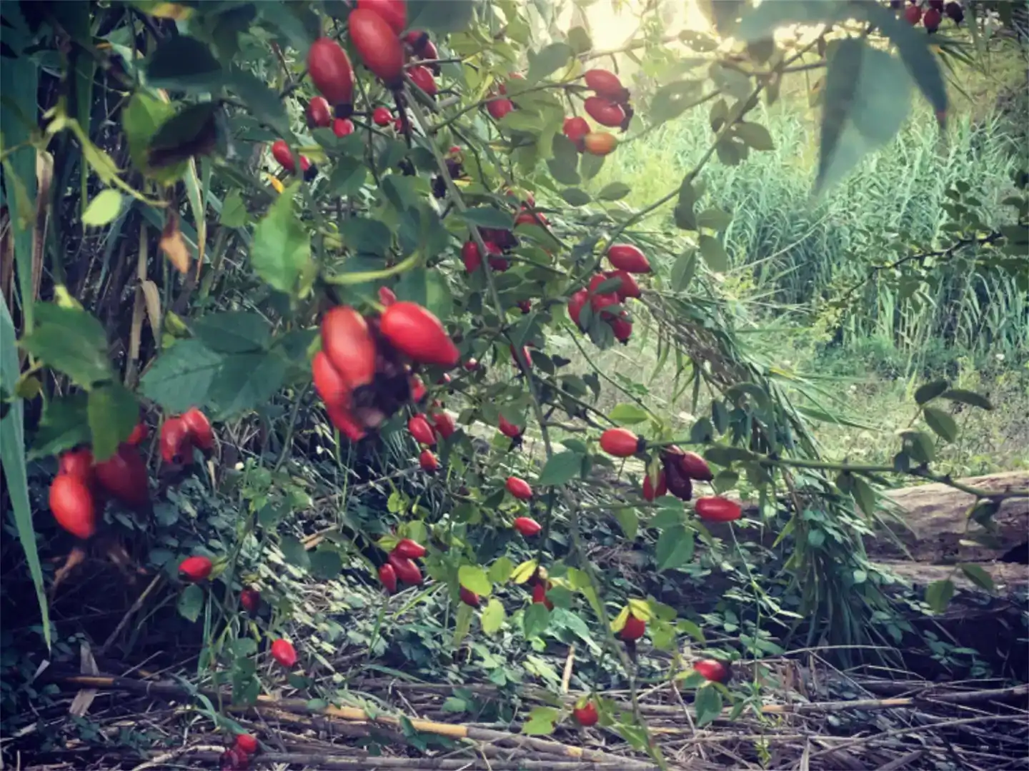 Jardí de Finca rústica en venda en Salomó