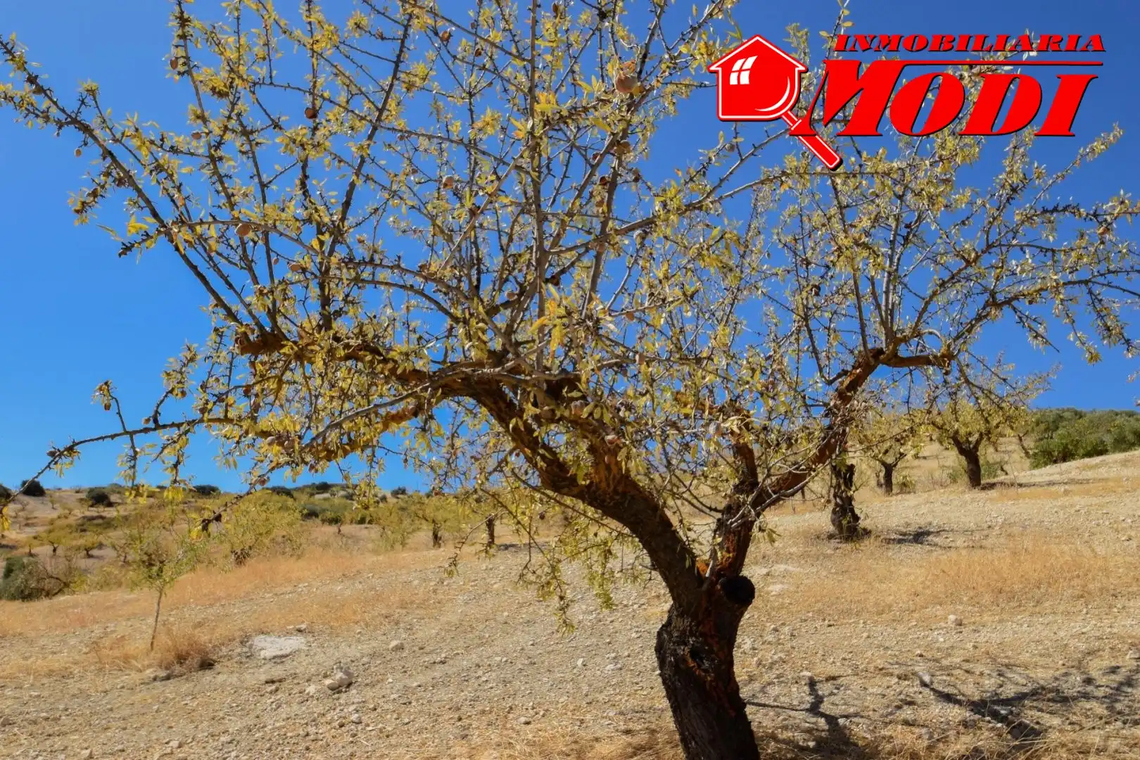Vista exterior de Finca rústica en venda en Cacín amb Jardí privat