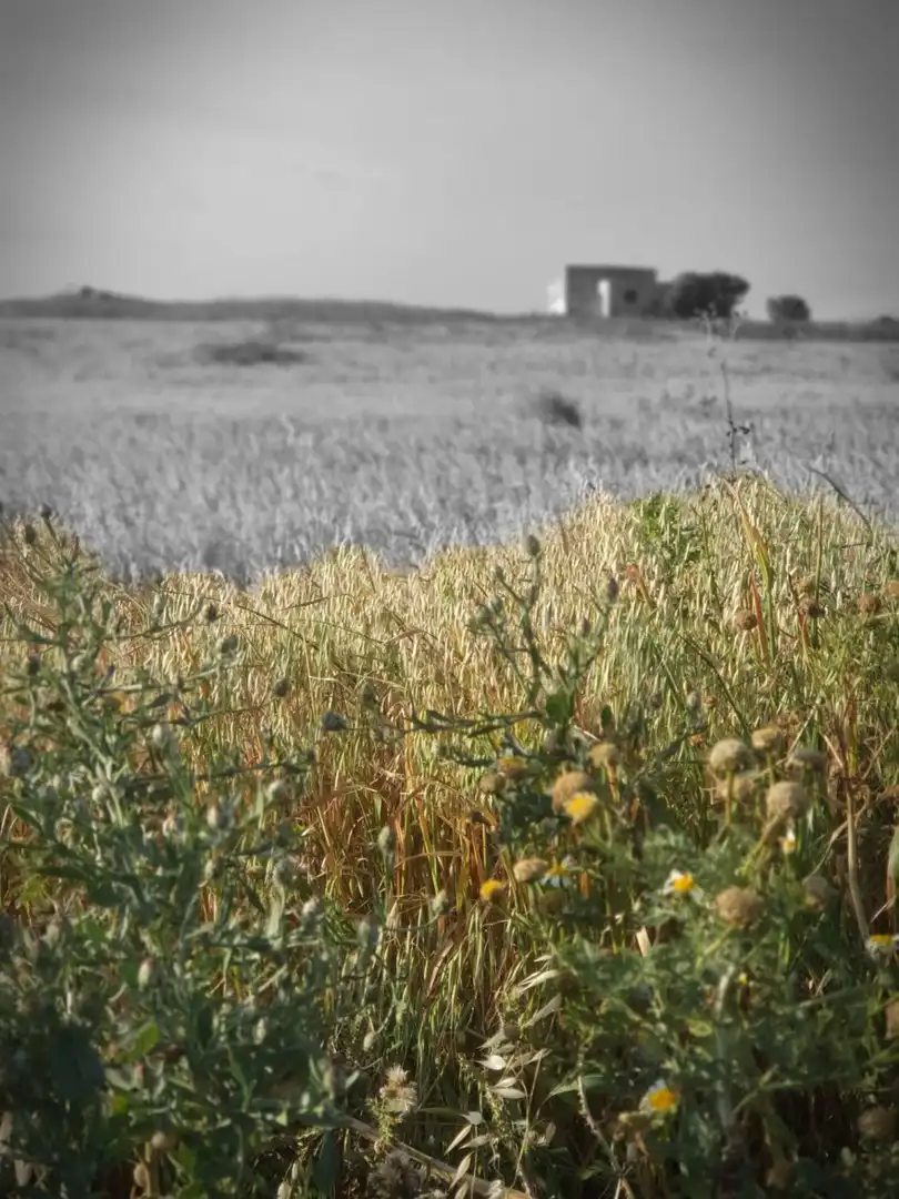 Terrenys i solars en venda a Medina Sidonia, imagen 14