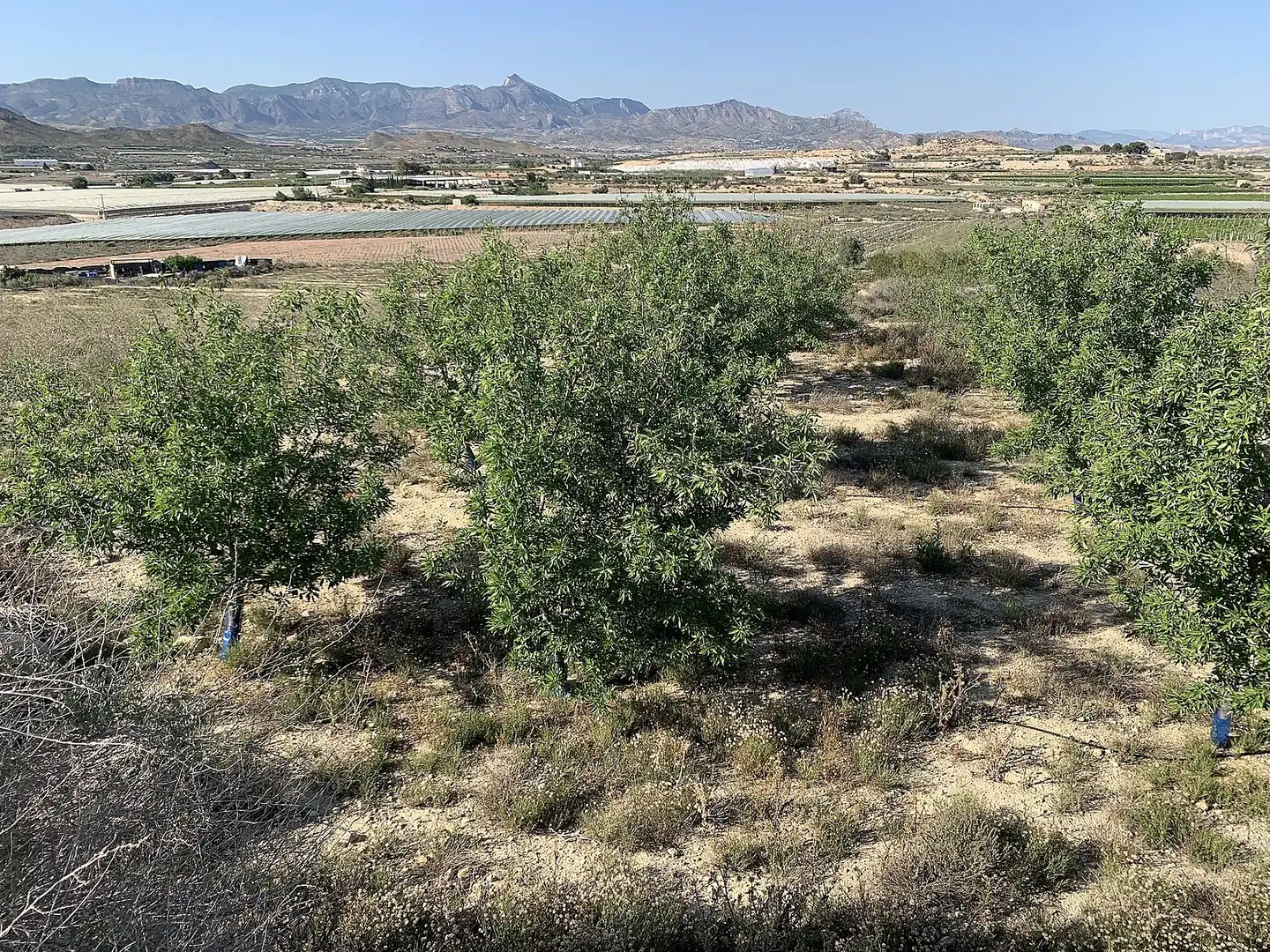 Terreno residencial en venta en Monforte del Cid, imagen 14