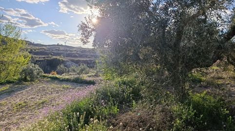 TERRENO DE TRES PARCELAS CON 3600 METROS, immagine 4