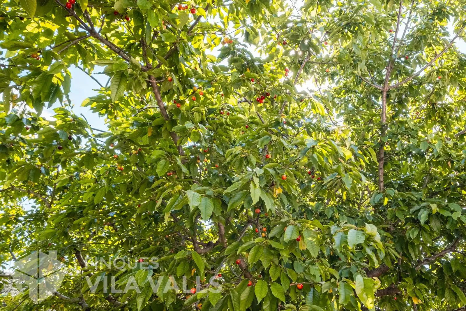 Villa avec jardin à vendre à PINEDA, imagen 39