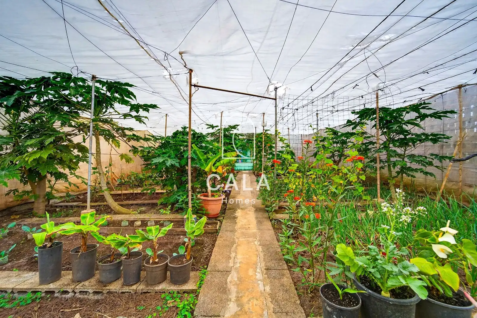 Garden of Houses for sale in Garachico  with Private garden, Terrace and Furnished