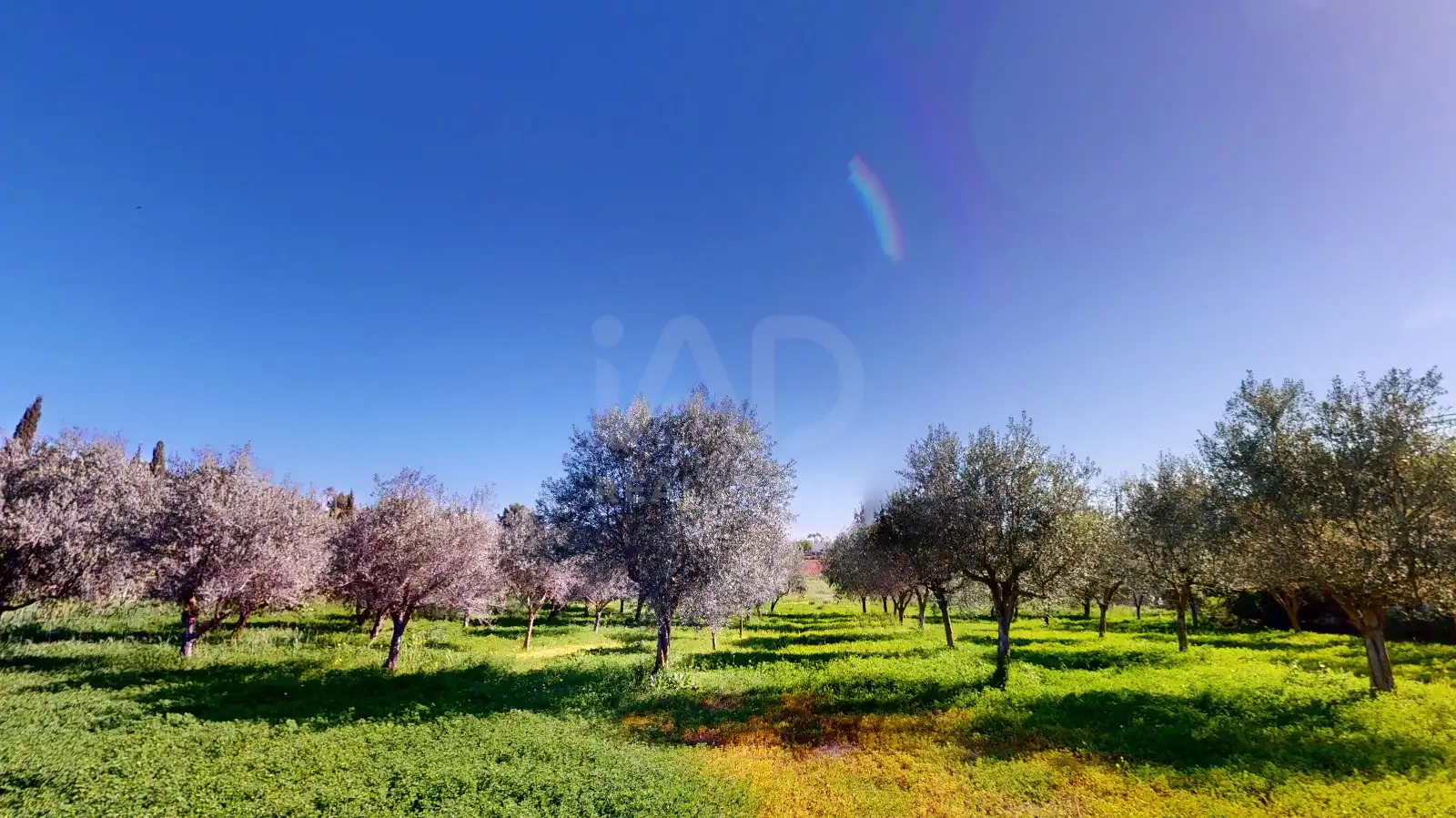 Garden of Houses for sale in  Palma de Mallorca