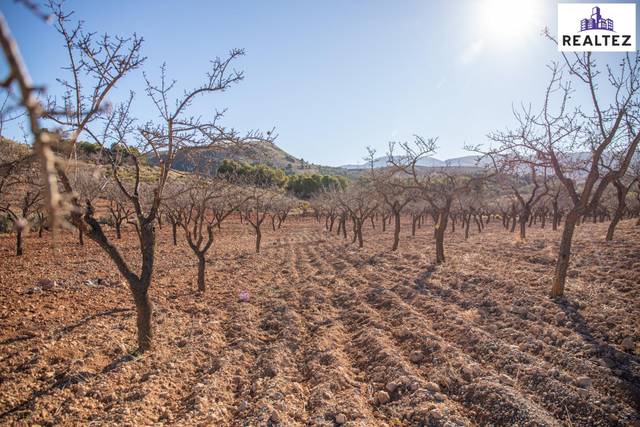 Terreno en Venta en Alcolea