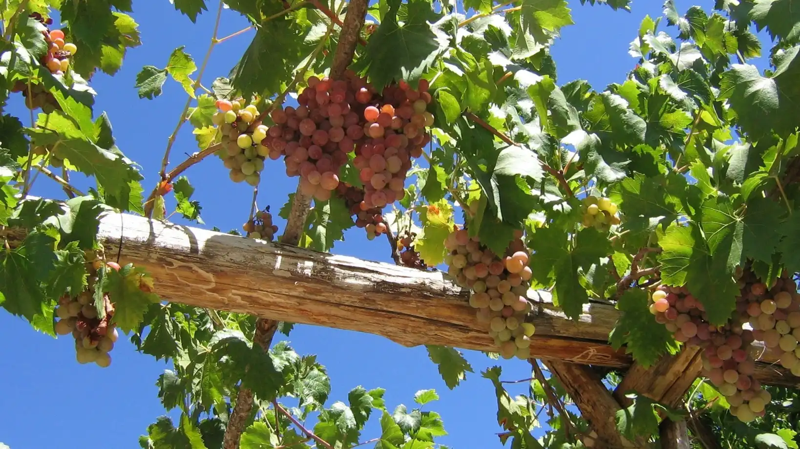 Jardí de Casa o xalet en venda en Los Marines amb Jardí privat, Terrassa i Traster