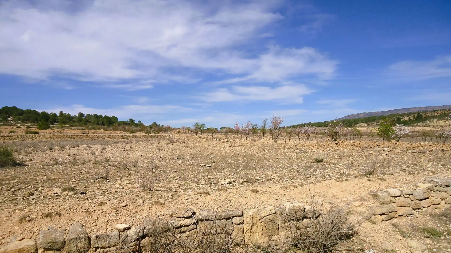 Terreno rústico en venta en El Pinós / Pinoso, imagen 4