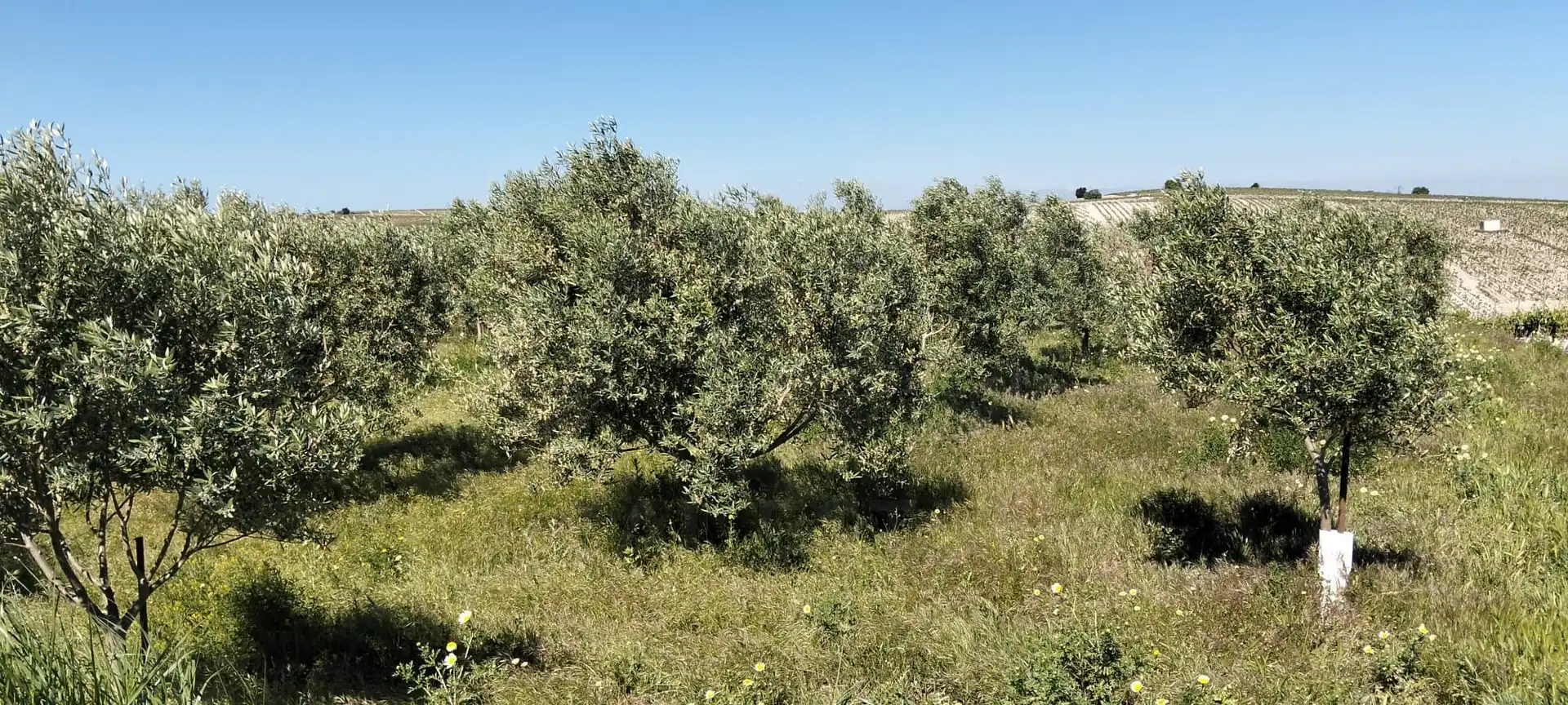 Lands and plots for sale in Lebrija
