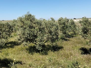 Terrenys i solars en venda a Lebrija