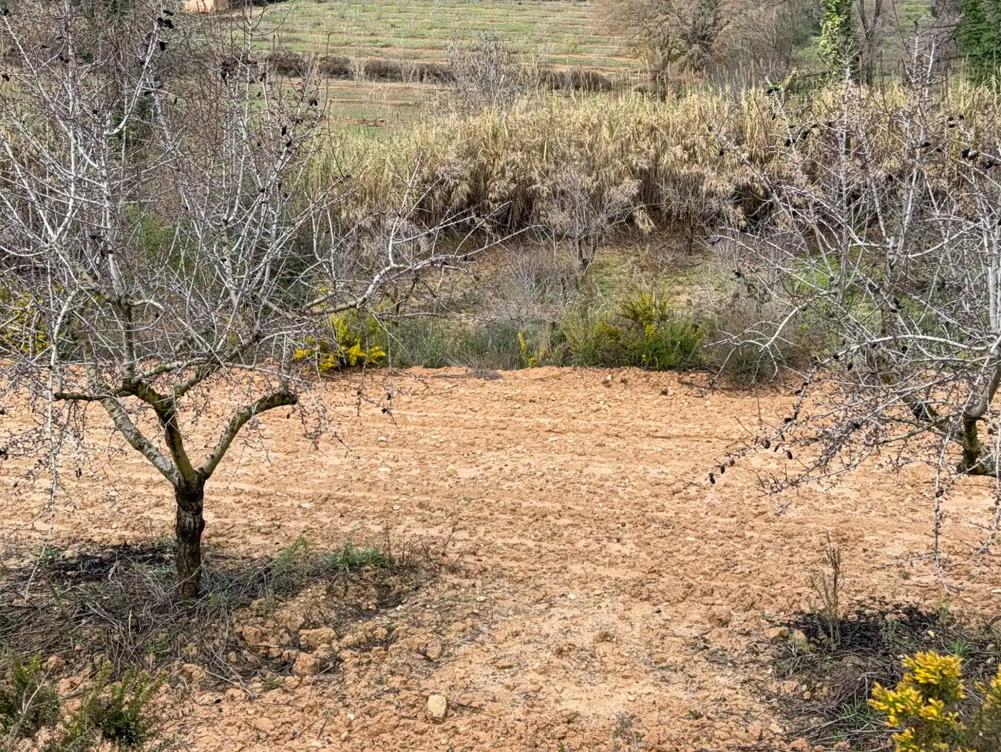 Terrain rustique à vendre à Cami Futbol 14A, imagen 17