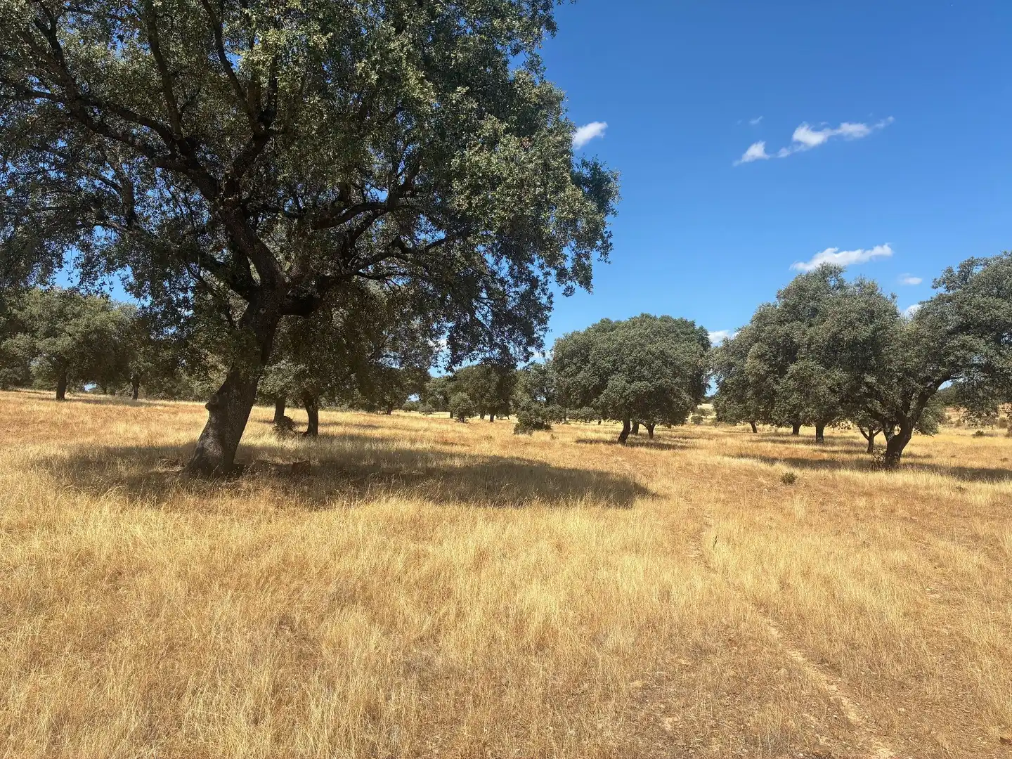 Terreno rustico in vendita a Mohedas de la Jara, imagen 24