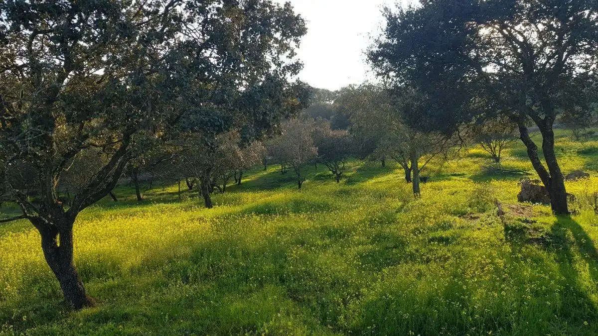 Terreni e lotti in vendita a Calle del Hortelano, imagen 17
