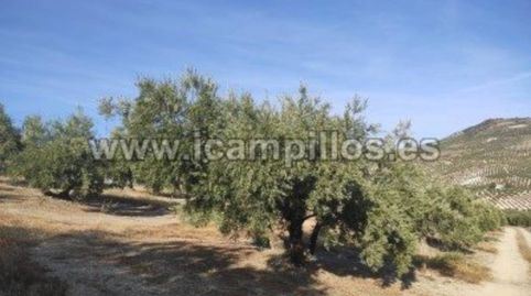 2 FANEGAS MARTEÑO, immagine 2