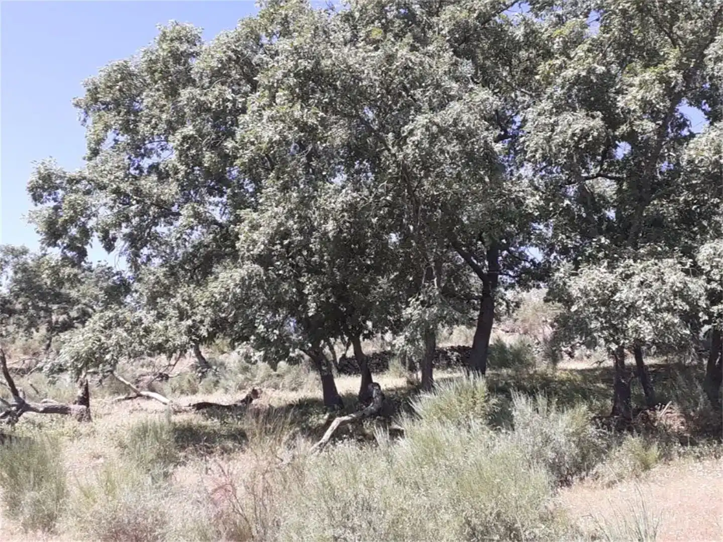Terreno en venta en Valencia de Alcántara