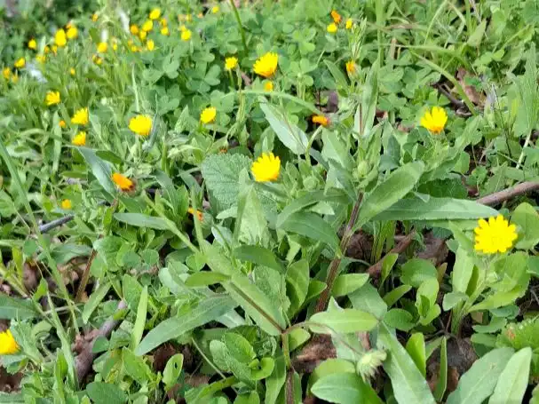 Jardín de Terreno en venta en El Pinar