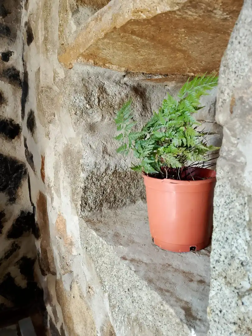 Terreni e lotti in affitto a Vilaplana, imagen 25