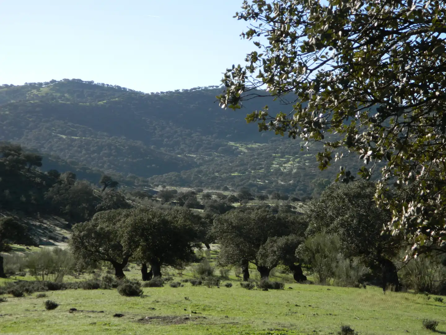 Rural land for sale in La Hispanidad - Verdeluz, imagen 7