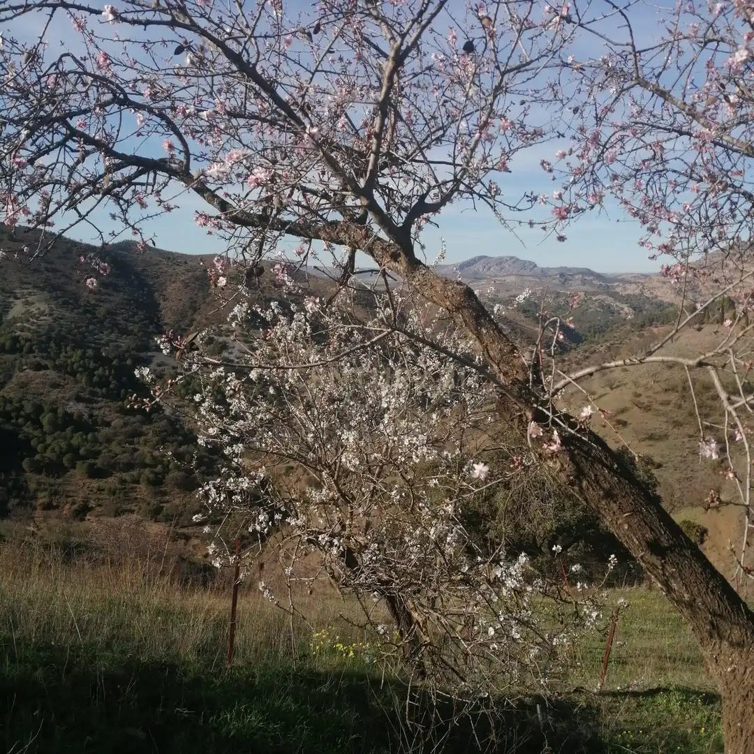 Terreni e lotti in vendita a Ardales, imagen 21