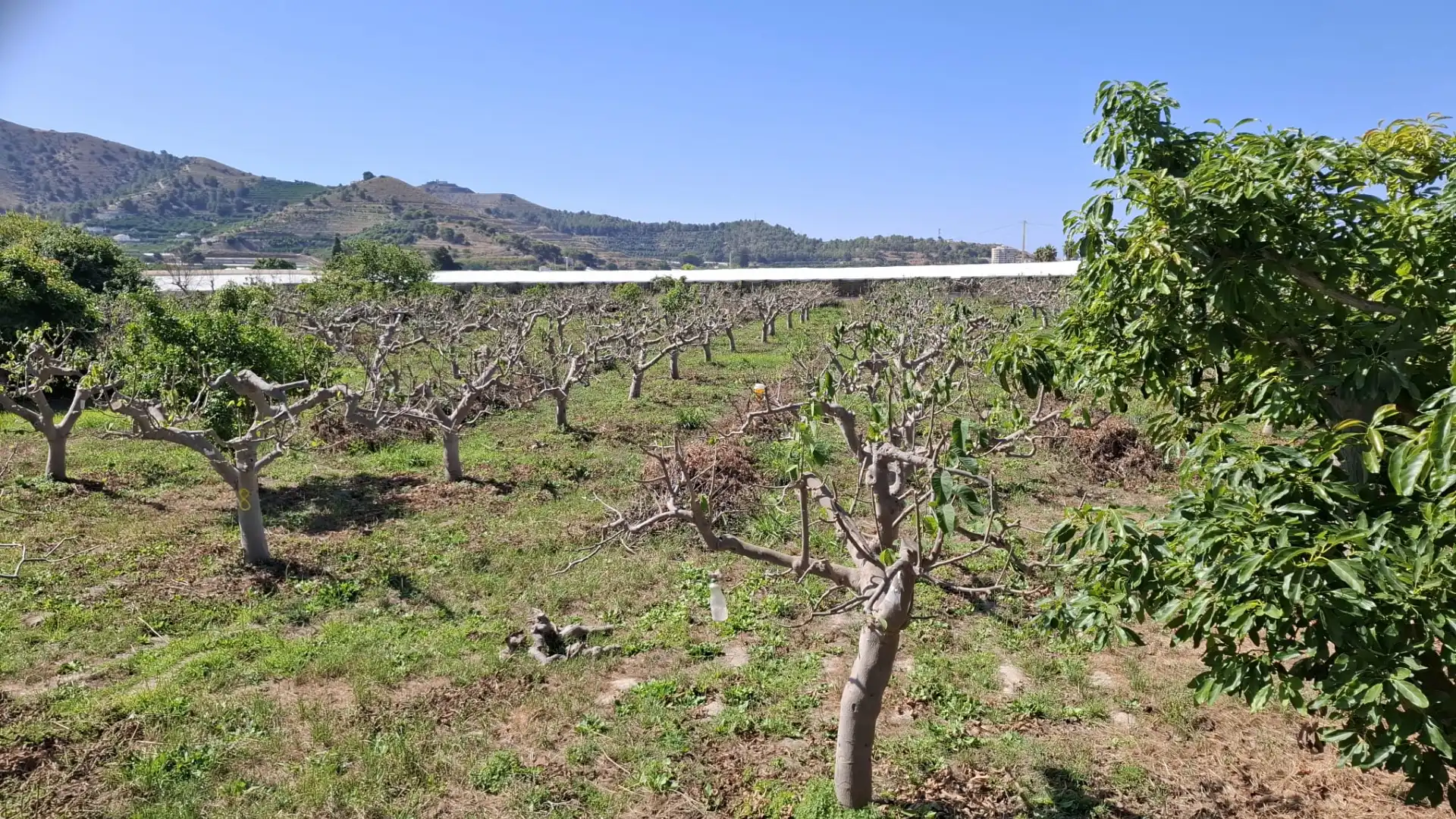Land for sale in Torrenueva Costa