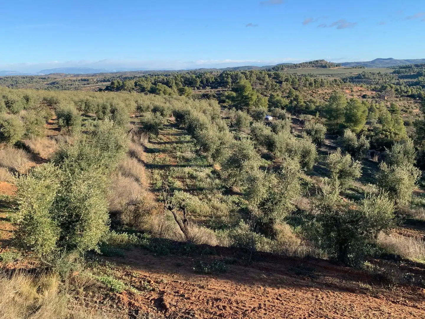 Terreno rustico in vendita a Juncosa, imagen 11