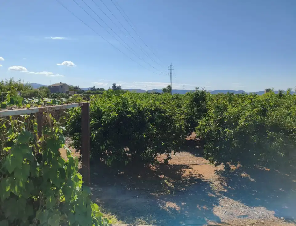 Terreno rustico in vendita a Rafelguaraf, imagen 4