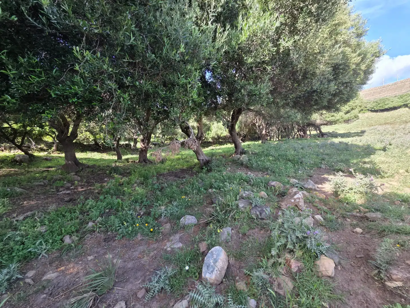 Terreno en venta en Tarifa