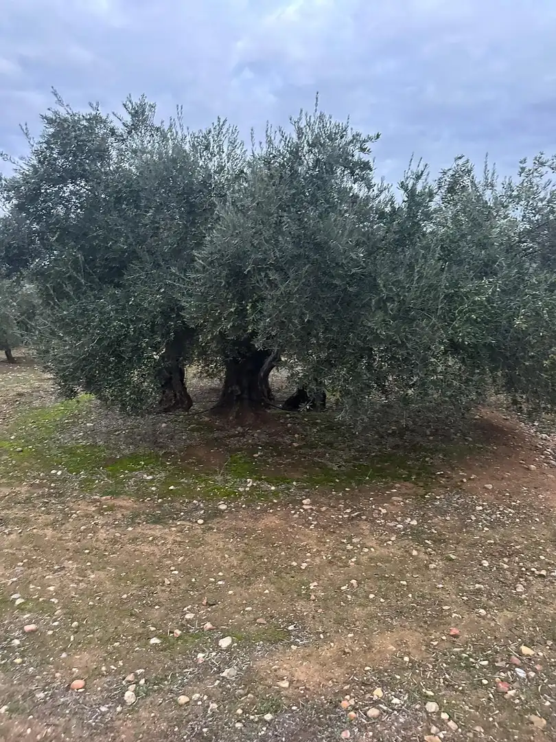 Grundstücke zum Verkauf in Andújar