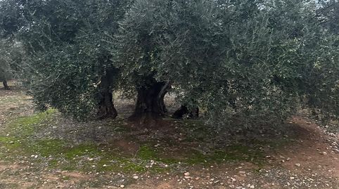 Foto 2 de Terreny en venda a Ja-2321, 181, Andújar, Jaén