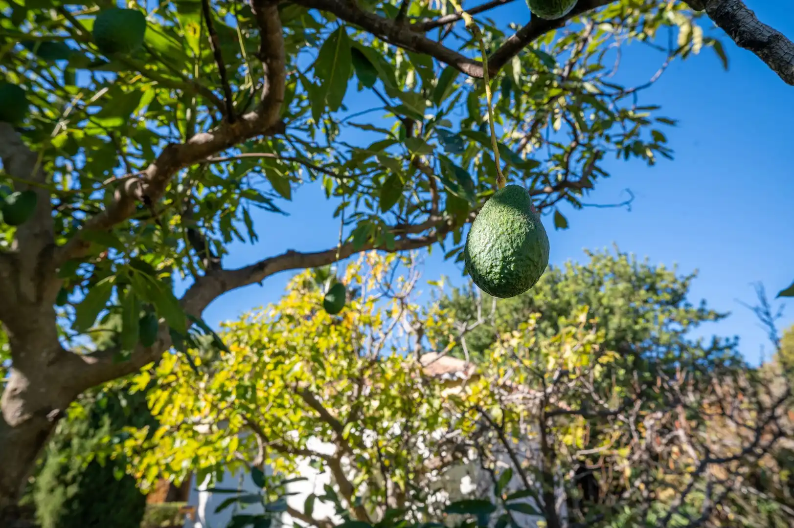 Jardí de Casa o xalet en venda en Mijas amb Terrassa