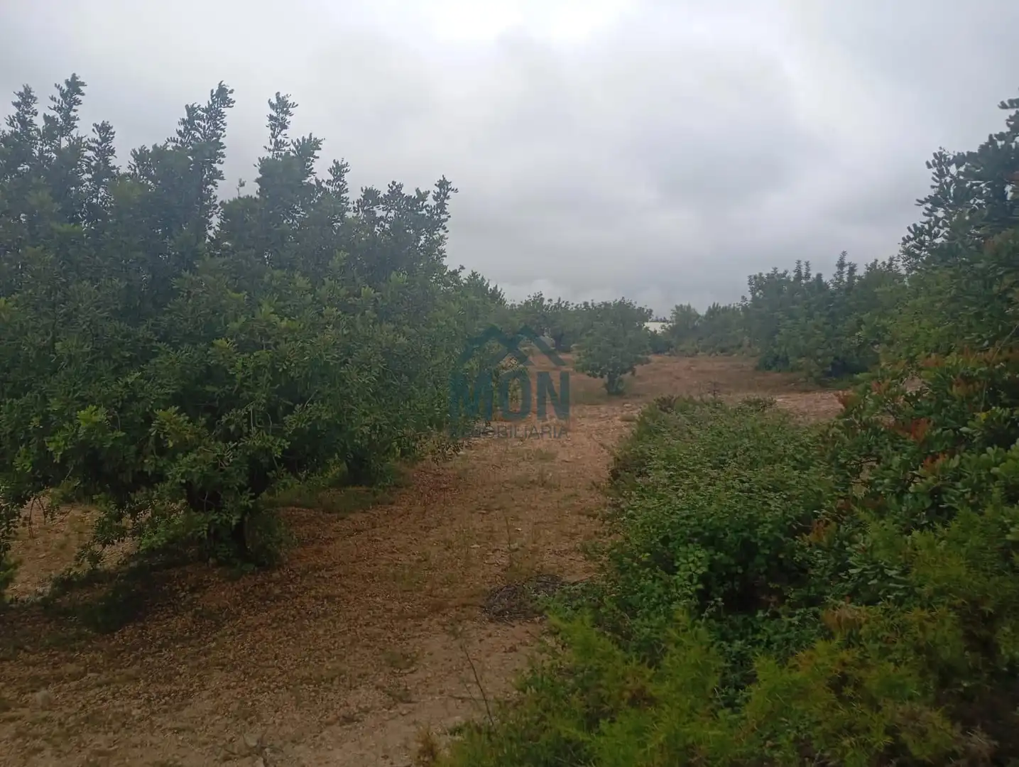 Terreno rustico in vendita a Buñol, imagen 15