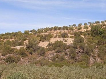 Maison rustique à vendre à Morón de la Frontera