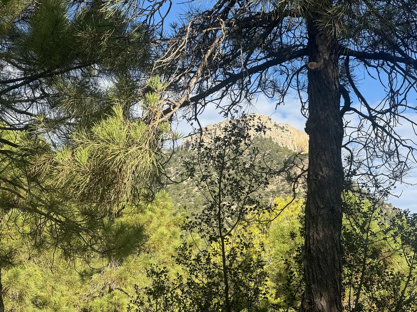 Terreny rústic en venda a Caravaca de la Cruz, imagen 7