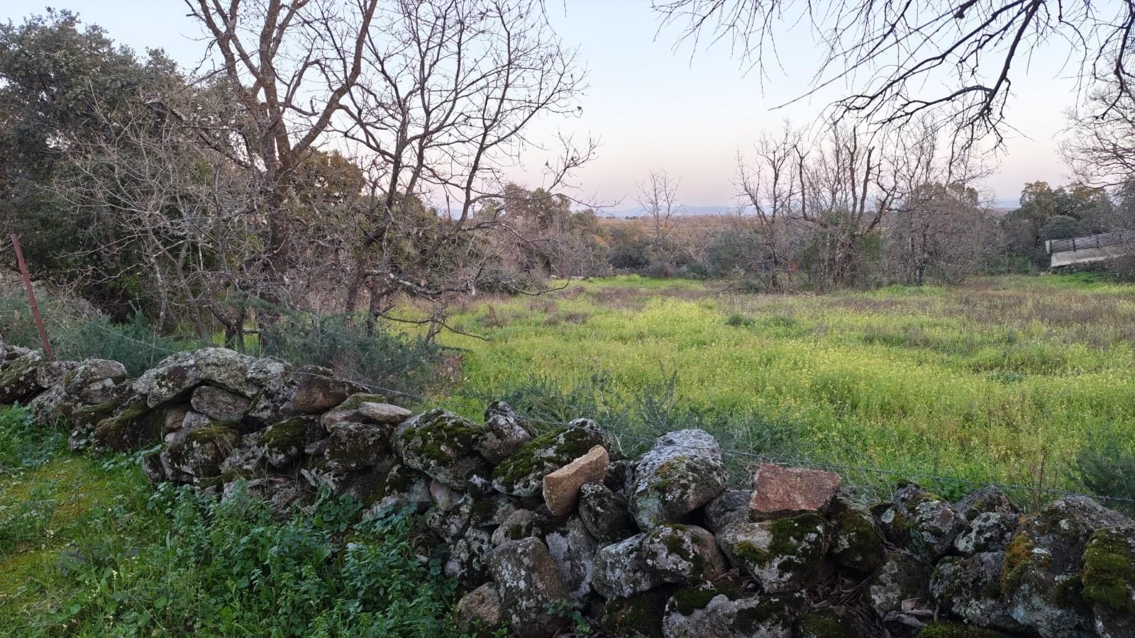 Terreno en venta en Aceituna