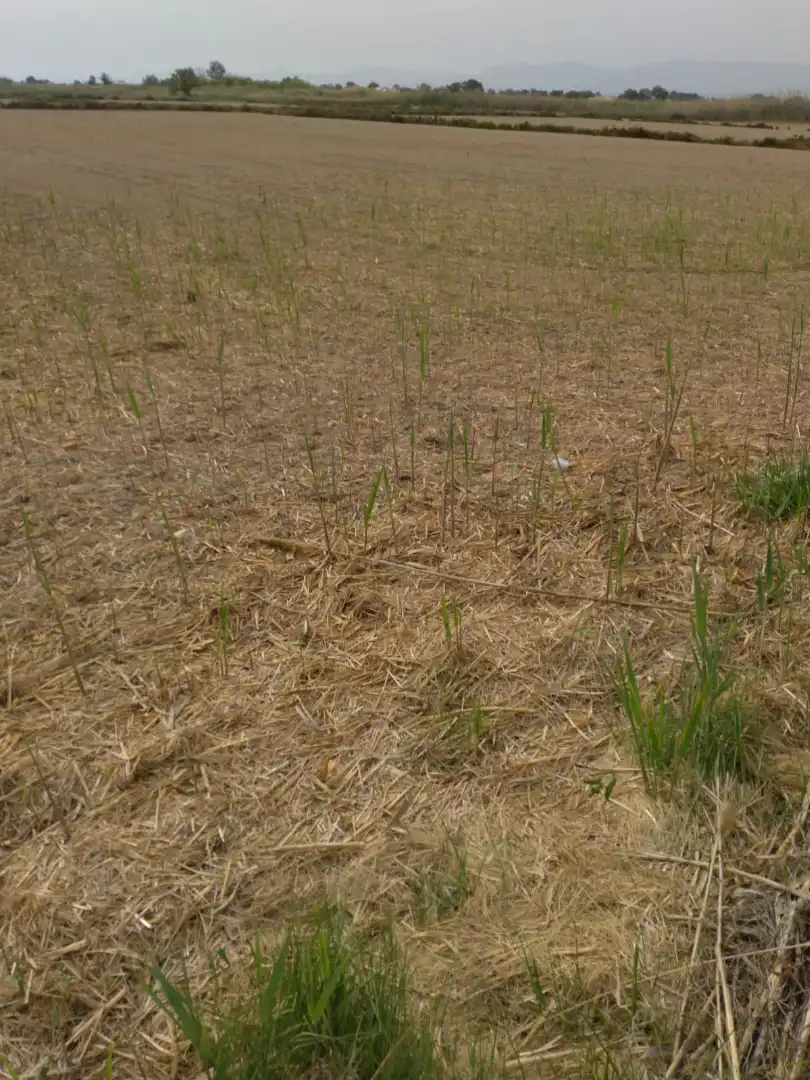 Terreno en venta en Elche / Elx