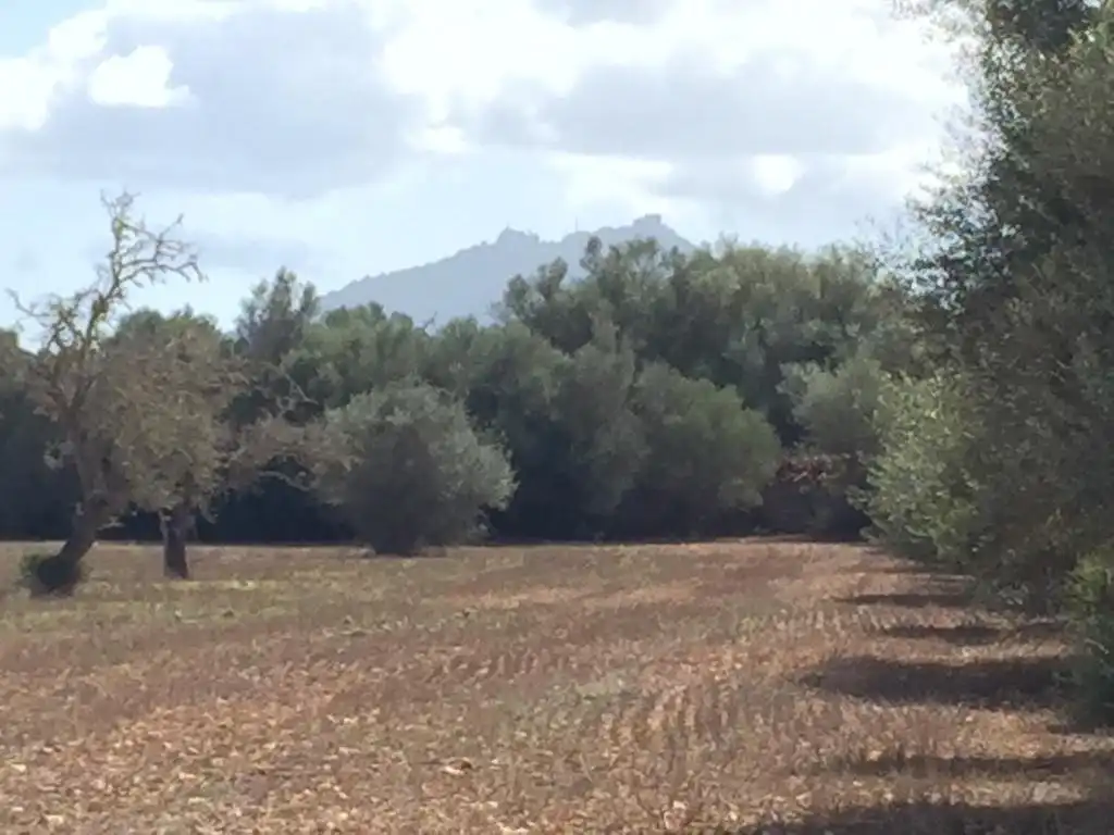 Rural land for sale in Felanitx Poble