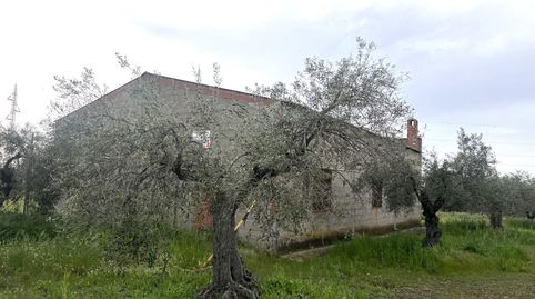 PARCELA CON NAVE EN COTO PERRERO DON BENITO, immagine 3