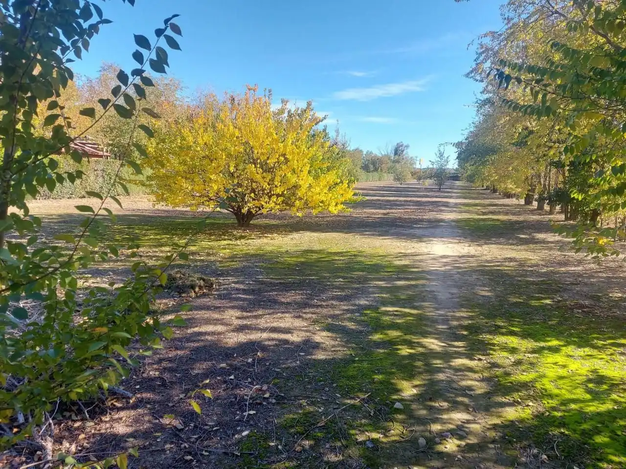 House with pool for sale in Fuente El Saz de Jarama, imagen 40