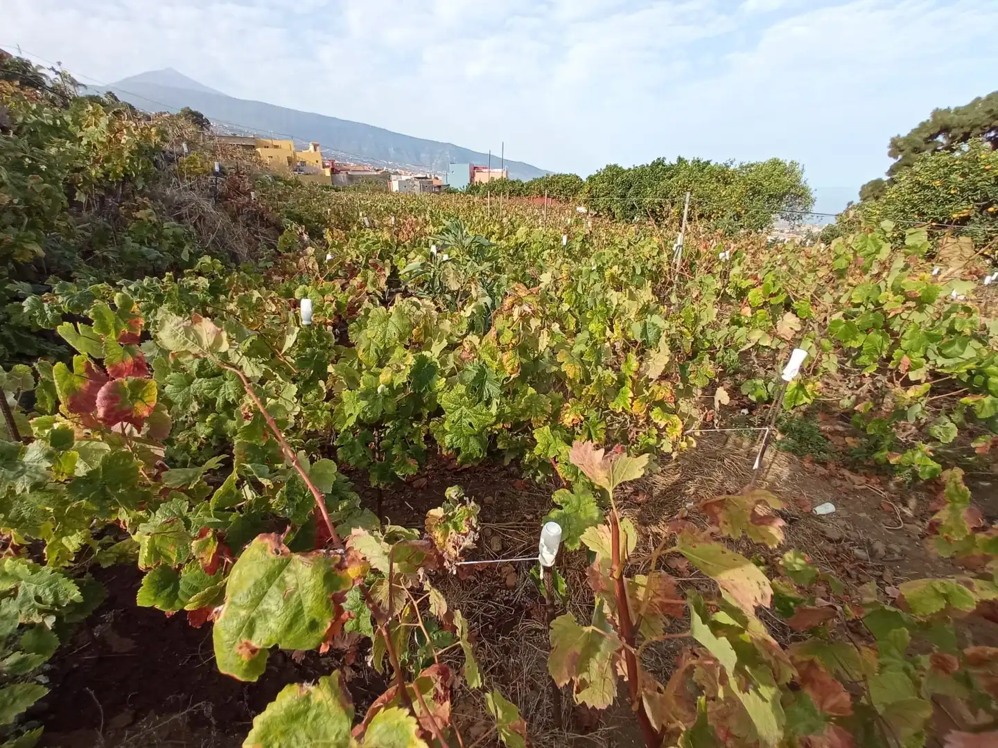 Terreno rustico in vendita a Las Cuevas - Los Gómez, imagen 41