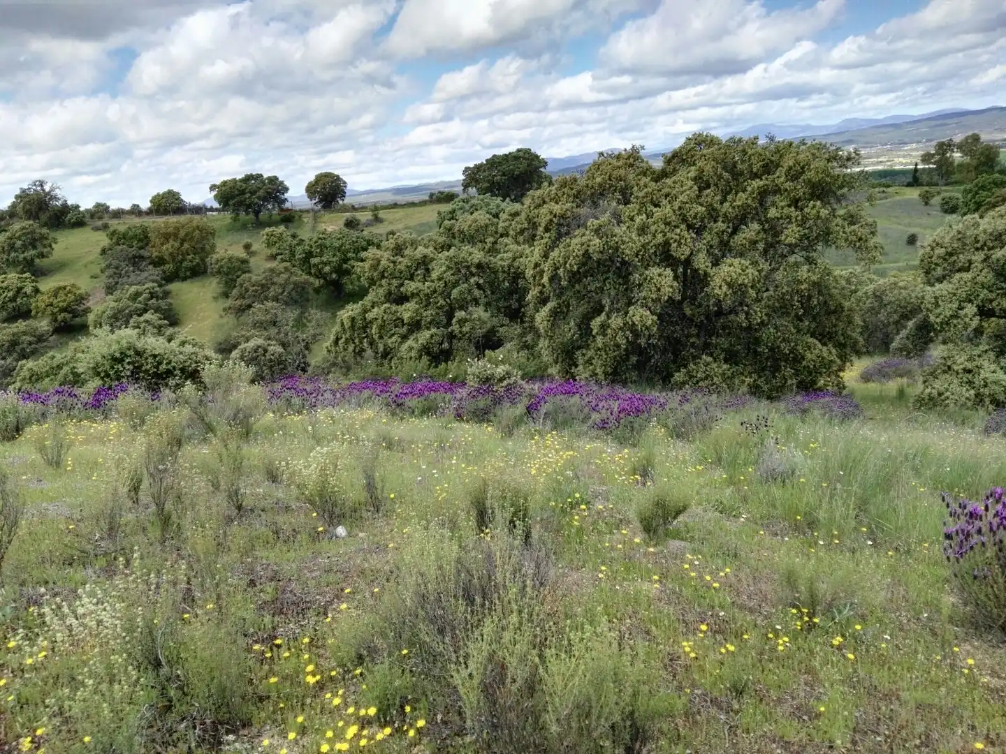 Finca rústica en venta en Santa Cruz del Retamar pueblo