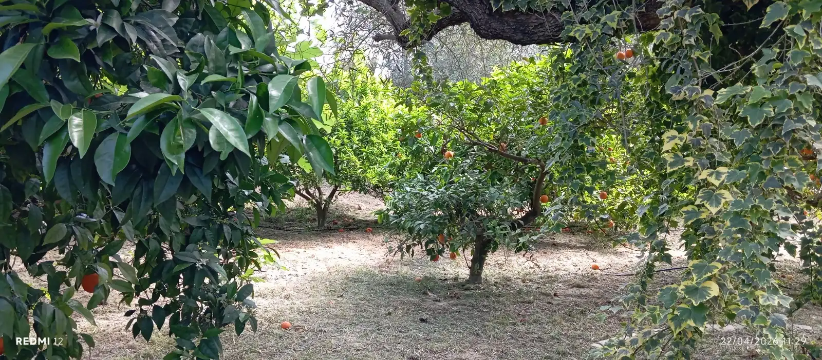 Jardín de Casa o chalet en venta en Murcia con Jardín privado, Terraza y Amueblado