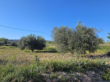 Terreno rustico in vendita a Camino PARAJE LOS GARCIAS