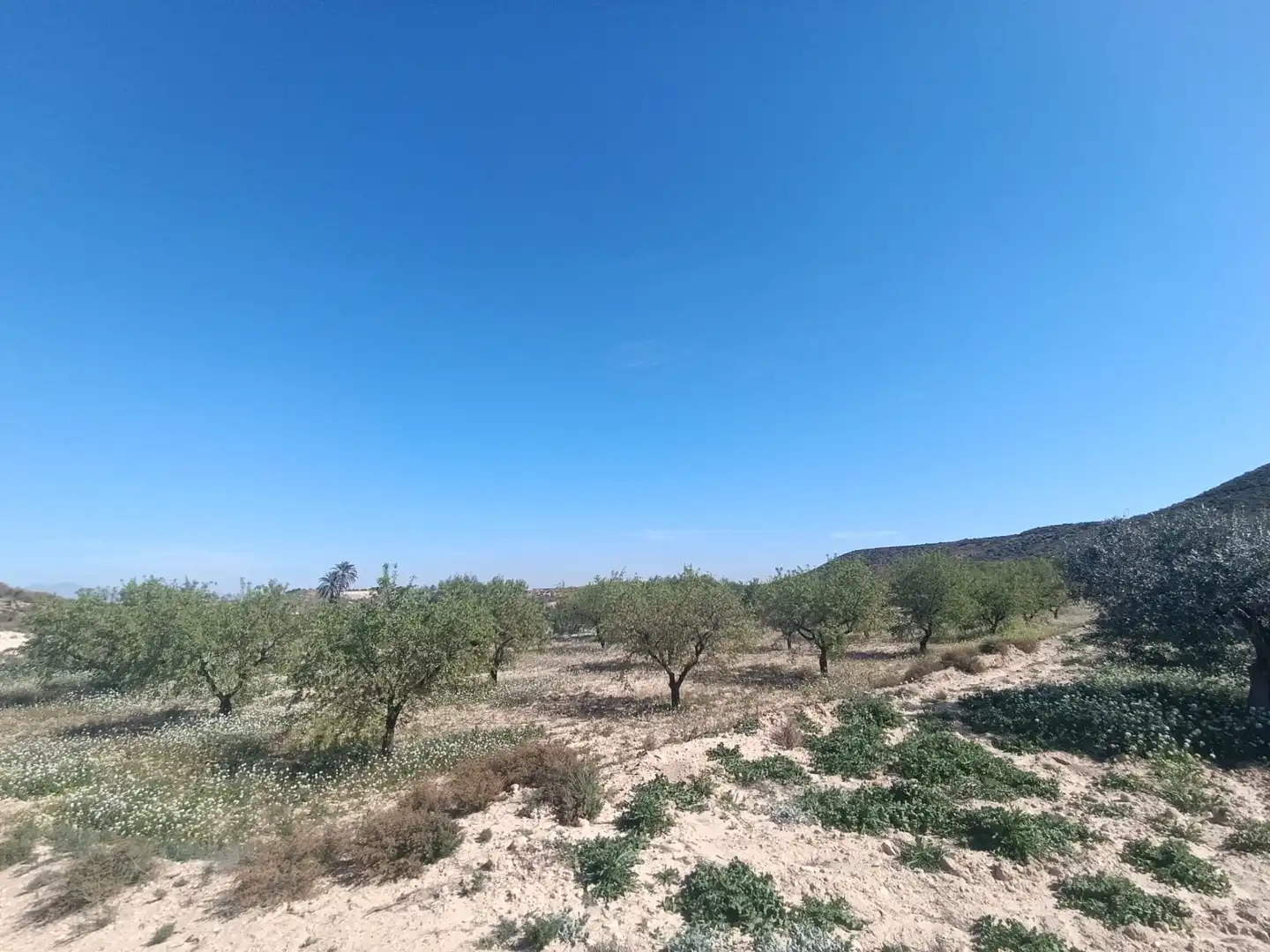 Terrenos y solares en venta en Pedanías Oeste, imagen 4