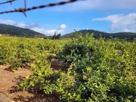 Terrain rustique à vendre à La Loma - Las Lomas, imagen 8