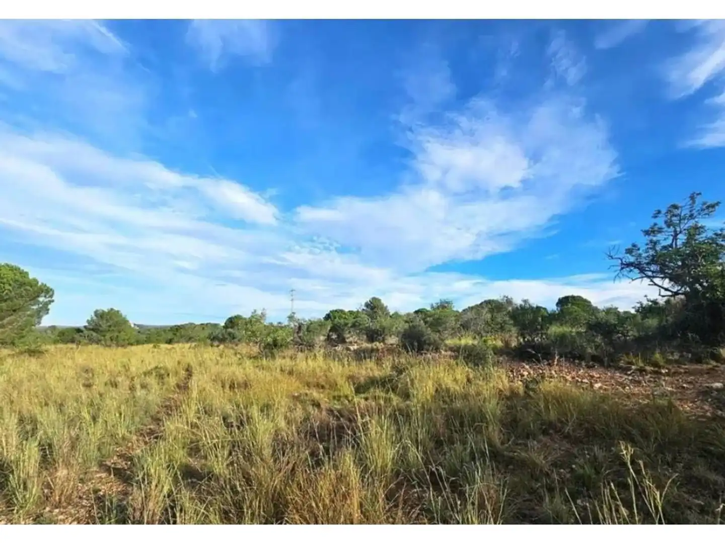 Rural land for sale in Calle de la Fonolleda, imagen 4